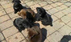 7 weeks old puppies. 4 black and 2 chocolate color puppies left. Have been dewormed.
call 763-248-9649, or 763-248-9650.