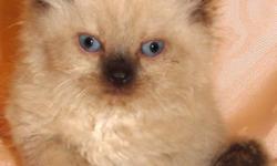 We are selling a litter of four 2 month old Himalayan kitten. All the kitten are males. they very sweet and playful. they are tan colored with deep blue eyes. they are all litter trained. They are five hundred dollars each. These kitten would make the