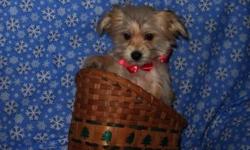 Little Morkie Puppies ready for their forever families! Morkies are a Yorkie/Maltese mix. The best small breed available! Everybody should have a Morkie to love! They are wonderful pets for everyone from kids to seniors. Morkies are non-shedding. The
