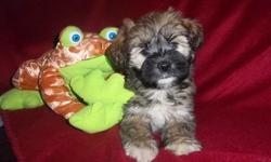 Adorable Schnauzer/Shih Tzu puppies born Jan 1 Mother is a Minature Schnauzer She weighs around 15lbs Dad is a Shih Tzu He weighs around 10lbs 1 boys and 3 girls Low shedding Puppies are vet checked and have their first shots They are ready and waiting to