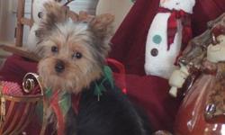 Dixie is an adorable little yorkie that was born August 11, 2012. She is short and stocky built. Sweetest face ever to go with her wonderful personality. She is CKC registered with a written health guarantee. Up to date on shots and dewormed. Started