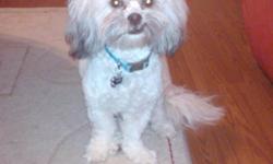 Male shih tzu, 1 year & 5 weeks old, very playful & lovable. He is house trained.