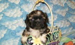 Adorable male Ckc reg shih tzu pup. His undercoat is a lighter golden color. He will be aprox 10 lbs. He will be vaccinated, dewormed and ready to go March 17th. He is my favorite of the litter.