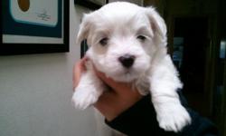 Adorable pure breed maltese pups. Parents on premise. First shots. Available 2/18/11