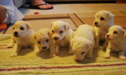 1 white male ,2 white females and 1 cream female They will be current on vet check, first puppy shot and wormings. Makes excellent pets/companion. They are non-shedding. This little cutie are playful and sweet with teddy bear face.Reday on 9/26.
please