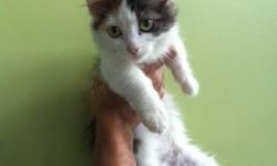 Munchkin Kittens For Sale
Westchester Puppies specializes in the sale of healthy puppies and kittens from certified breeders, with whom we have enjoyed long-standing relationships. Our puppies are home-raised and responsibly bred for temperament and good