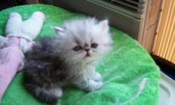 Silver shaded Persian Kittens for sale CFA register lovely personality make nice companion purr all day. Doll and flat face.
Pet price start at 350$ and up
Please call for more information.
we do ship and except credit cards through pay pal at buyers