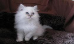 I have 3 males and 1 female CFA registered dollface persian kittens, ready to go just in time for Christmas.
They are extremely playful and well socialized, and raised in our home without cages.
&nbsp;
&nbsp;