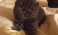 Beautiful Persian kittens. One male and one female. Ready in time for Christmas!