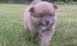 We have 2 female poms & 1 male. We are asking $350/each for the females & $300 for the male. They were born on May 13th 2011, and will be ready to go around July 13 2011 with first shots. If you would like you can come make a deposit & pick out your puppy