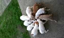 Adorable pit bull puppies. 8 weeks old. 6 females 4 males. They have had first shots and deworming. Very loving!!!