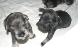 We have 2 miniature schnauzer puppies, born 12-04-10 ready for new home
They are CKC w/papers, tails docked, worming and 1st shots, we have 2 females
both are beautiful and raised in our home, we are the owners of both parents.