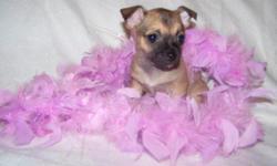 Adorable toy breed puppies available. Delivery to your home for more information call 843 424 7078 .
www.babydollpets.com