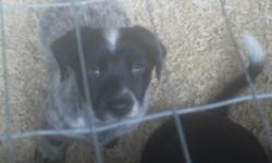 Adorable mixed puppies. Corgie, Blue Healer, an German Short Hair Pointer. Will be on the small side. Have been with humans since birth. Very sweet and smart. These puppies need a good home. Male and Female available. Have had first set of shots and they