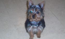 I am sadly selling my adorable 11 month old male yorkshire terrier. He is black and tan with a docked tail at about 7 lbs. He is current on all of his shots, neutered and micro chipped. He is warm and loving with a playful personality. He likes to go for
