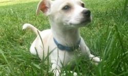 Duke is a 9 week old rat terrier male, he is white with apricot markings.His tail and dew claws are in tact.
Duke is being crate and paper trained, he walks well on a leash. Both parents are full blooded rat terriers, and cherished family pets.
If you
