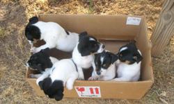 Adorable full-blooded Rat Terrier Puppies for sale!! These cute and playful little puppies were born on April 10, 2011.....they are up-to-date on shots and are wormed.....they are ready to go!! We only have 3 females and 1 male available SO YOU BETTER