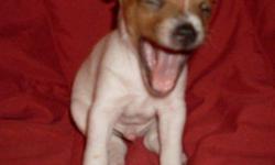 We only have 3 apricot & white male puppies left... UKC... lots of pictures and some videos on the website... http://ultimate.org/pups