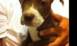 Adorable pitbull puppies ready to find a new and loving family. These Puppies is not intended for fighting. Call me if you have any questions. 760-294-0163