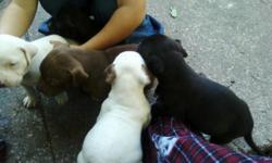 I have 5 red nose pitbull puppies for sale. I have 3 males and 2 females. They are raised with kids. I have 2 white and brown, 2 black and white and 1 chocolate. If interested please email me at crazybaby50501@gmail.com for more information. Thanks