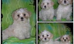 I am selling these adorable puppies. They are Schichon mix. The mother is a Bichon and the father is a Shihtzu. They make great pets for anyone as they are non shedding and hyperoallogenic. They have been vet checked, had first shots, and been dewormd as