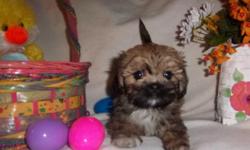 Adorable Shih Poo puppies Born Jan 27 1 boy 3 girls They have been vet checked and have their first shots. Nonshedding Parents weigh 10lbs Waiting for their new families We will meet you part way if you live a distance from us. Call or email if you have