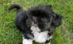 Tiny Adorable Shih Tzu puppies Very affectionate
all puppies are raised in my house with other dogs and cats
3 males 2 females Black with white highlights
shots and dewormed AKC registered
8 weeks old born 4-28-11
I live in Jeddo MI 48032
810-327-0518
for