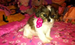 Super adorable shih tzu puppies!! 2 males and 1 female just 8 weeks old, very sweet,cuddly , great with children and other pets and playful! They are healthy and up to date with vaccines and trained to go on pipi pad, they are ready to go to a good home