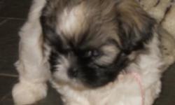 Adorable Healthy and Happy Shih Tzu female pup looking for her forever&nbsp; home--