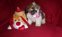 adorable shihpoo boy born Dec 12 He has been vet checked and has his first shots Waiting for his new family