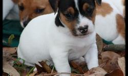 We have an adorable litter of shorty, smooth coat Jack Russell puppies ready for Valentines Day. They will be CKC reg, have first shots, wormed routinely, vet check, and health papers. These pups are family raised with love and care. We are located in the