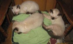 Adorable Siamese Kittens - males/ females. very very cute personalities, raised with kids, and well socialized. Apple heads. current vaccinations, dewormed, health guaranteed. BEAUTIFUL MUST SEE!!!$150.00-175.00 males $200.00 females. each call for