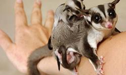 Adorable Sugar gliders for lovely and caring home.Interested persons should contact for more details
&nbsp;