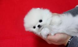 Adorable Teacup AKC Toy pomeranian puppies for Adoption!.Note: Email us directly ( lonnatspace-60@yahoo.com ) for more information and Recent Pictures OR Text us your email @ () -
