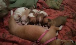 Adorable Teacup Chihuahua Puppies. Born 11/22/10. Mom & Dad 3 & 4 lbs. Will be up to date on shots and dewormed. Raised in a loving home with animals and children. They are a must see! Super cute! Please call 954-558-5700