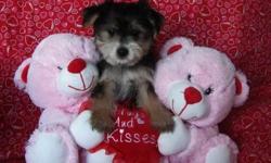 Adorable little Morkie puppies are ready for their new forever families! Morkies are a cross between a Yorkie & a Maltese. The BEST small breed available! Everyone should have a Morkie to love! These little ones are very soft & fluffy like little teddy