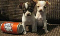 BEAUTIFUL Teeny tiny teacup Chihuahua pups!! Two handsome males. One white with chocolate and one white with champagne. Dad is 3.5 lbs and mom is 3.5 lbs. They will be around 3 - 4 lbs full grown. Beautiful soft smooth coats. They are very playful and