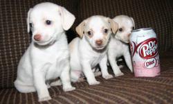ADORABLE Tiny Toy Designer Breed Maltichis!! Dad is tiny 3lb teacup Chihuahua and mom is beautiful White Maltese. Beautiful soft white coats and BLUE EYES. Hypo-allergenic. They are very playful and so smart. They LOVE kids. Crate-trained, paper-trained,