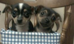 Ready just in time for Christmas!
1 Male and 1 Female Toy Chihuahua Puppies. 8-weeks old.
All of our puppies have had vet visit.
They have been wormed at 6 weeks.
All of our puppies are socialized and ready for viewing.
FEMALE IS BLACK AND BROWN, SHOULD