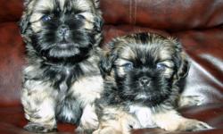 ADORABLE Toy Designer Breed Shorkies!! ShihTzu/Yorkie pups. 2 Baby Boys. Dad is tiny 4lb teacup Yorkie and mom is beautiful tri-colored shihtzu. Beautiful soft coats. Tails docked and dewclawed. Hypo-allergenic. They are very playful and so smart. They