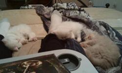 Female Persian kitten, White, 3 months old, CFA Registered. She has flat, smushy, doll face. Vet checked, 1st shot. Adorable, sweet natured, affectionate; she loves to be held and snuggled. She is very friendly to small age children, and litter trained.
