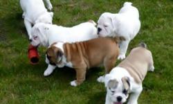 Adorable Wrinkly Bulldog babies! Several litters to choose from area breeders. Health Guarantee comes standard! Come visit the puppies in person and play with them. For more info, individual puppy prices and information, text via 1 () -
&nbsp;