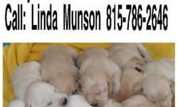 Farm raised AKC Yellow Lab Pups For Sale. Parents are our family pets and are located on site. Puppies have had First shots, Dewclaws removed, and Dewormed. Pups are socialized and raised with children at our country home. Males and Females Available.