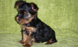 Adorable AKC registered male Yorkshire Terrier puppy available for adoption to loving home. DOB: 03/20/2011, and available now. Parents are my loving companions, and reside on premises. Tail docked, and dewclaws removed. Beautiful face, gorgeous coat,
