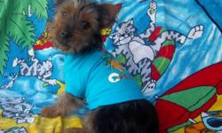 Yorkie puppy born March 28 He has his first set of shots and has been vet checked. Tail docked dew claws removed Parents weigh around 10lbs He's ready and waiting for his forever home Located in Celina Ohio