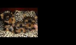 adorable yorkie puppies. tiny tiny puppies. males/females. petite babydoll heads, ears up and standing. nice cotas, blk/tan. great family pets, not barkers. raised with kids and felines. current vaccinations, health guaranteed, and puppy starter package