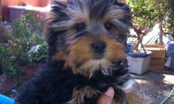 One male and one female, CKC registered yorkshire terriers are available now! They have all their shots and are ready to join your family. Born December 3, 2010. Call to make an appointment to see them.