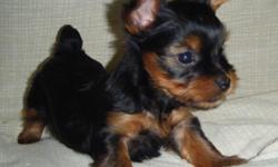 2 Adorable AKC registered Yorkshire Terrier puppies available for adoption to loving homes. DOB: 03/20/2011, and will be ready to leave on 05/15/2011. Parents are my loving companions, and reside on premises. Tails docked, and dewclaws removed. Beautiful