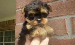 adorable yorkies for sale! males 450 females 650 cash. they are eating on their own, registered, tails docked , and also s/w as well. please call 361-582-0115 for more info.