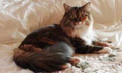 I have 3 very friendly, affectionate cats that I would like to place. Two of them are 4 years old, the other one is 3. The 4-year-olds are sisters, from the same litter. In the pictures they are Princess, Munkey, Bella, in that order. Bella is the